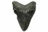 Serrated, Juvenile Megalodon Tooth - South Carolina #375957-1